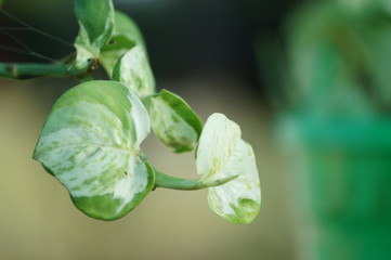 green leaf on black background