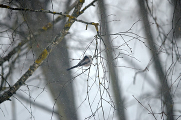 Aegithalos caudatus in natural habitat. Birds in the forest