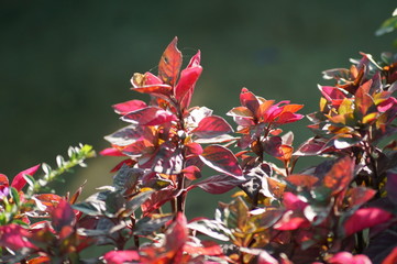 red flowers in the garden