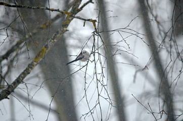 Aegithalos caudatus in natural habitat. Birds in the forest