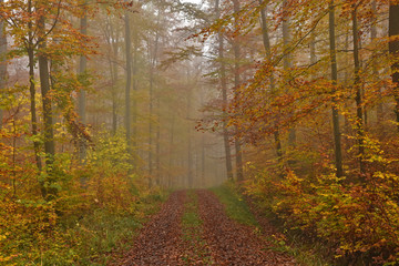 Novembernebel im Herbstwald