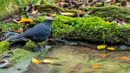Blue Whistling Thrush perching near a small pond looking into a distance