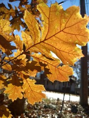 autumn leaves background