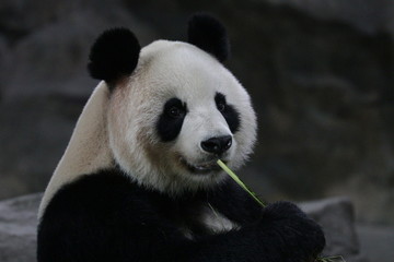 Close up Cute Panda , Shanghai, China