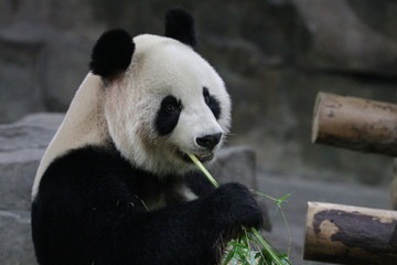 Fototapeta premium Close up Cute Panda , Shanghai, China