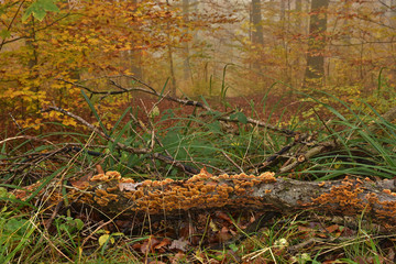 Herbstwald mit Novembernebel mit Pilzen an liegenden Ast