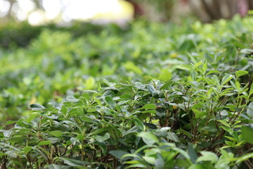 close up of Green Plants  in the garden