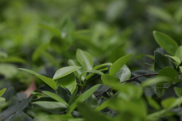 close up of green leaves of a plant