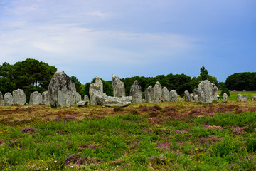 Heather and menhir stones near Carnac