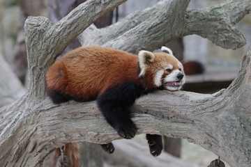 Close up Cute Red Panda, Lesser Panda