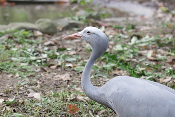 The blue crane, also known as the Stanley crane and the paradise crane