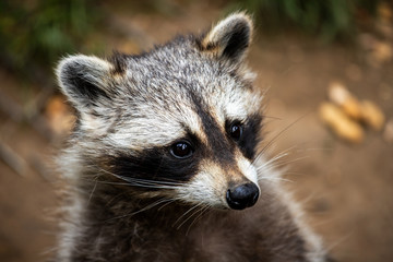 Portrait of young common raccoon