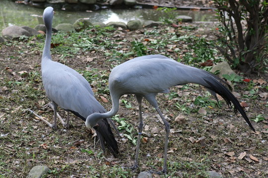 The blue crane, also known as the Stanley crane and the paradise crane