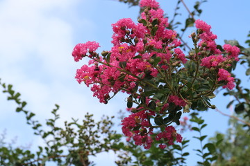 Lagerstroemia flos reginae, Giant Crape Myrtle, Queens flower, Pride of India, Banaba, Blooming Pink Flowers