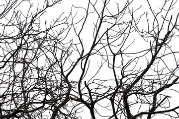 Dead branches , Silhouette dead tree or dry tree on white background with clipping path.