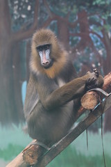 Colorful Mandrill Monkey