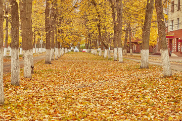 a small park strewn with autumn foliage in a small town