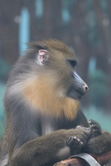 Colorful Mandrill Monkey