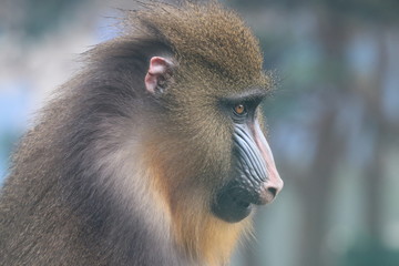 Close up Mandrill Monkey Colorful Face