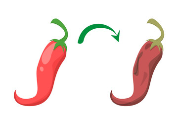 Fresh and tasty red chili pepper become bad vector isolated