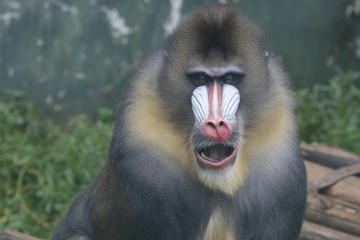 Close up Mandrill Monkey Colorful Face