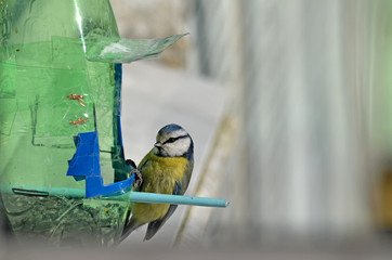 Cyanistes caeruleus in natural habitat. Birds in the forest