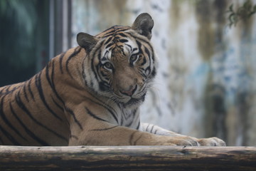 Close up Sitting Bengal Tiger, Chilling out in the Yard