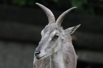 Close up Mountain Goat, 