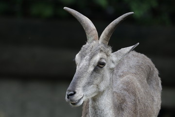 Close up Mountain Goat, 