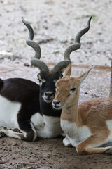 Antelope in the zoo