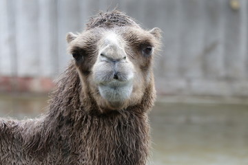 Close up Funny  Brown Camel Face