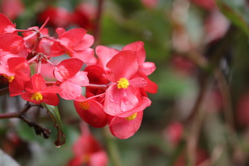 Close up Bright Red Flowers, Begonia