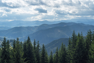 Forests of the Carpathian Mountains