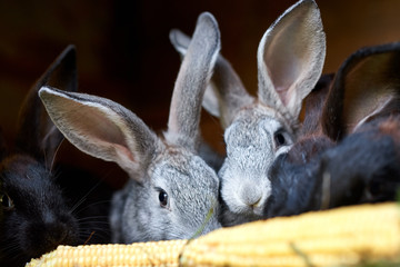 Gray and black bunny rabbits eating ear of corn, closeup