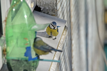 Cyanistes caeruleus in natural habitat. Birds in the forest