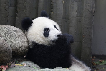 Obraz premium Little Panda Cub is Chilling out , Chengdu, China