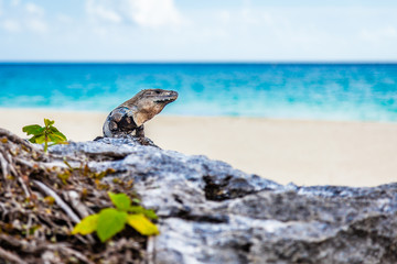 Large Gray-Brown Iguana Basks On Rocks