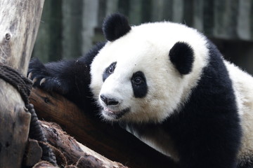 Obraz premium Close up Panda's face, Chengdu, China