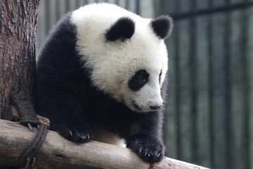 Obraz na płótnie Canvas Curious Panda Cub , Chengdu, China