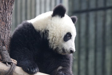Curious Panda Cub , Chengdu, China