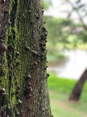 Obraz premium moss on tree
