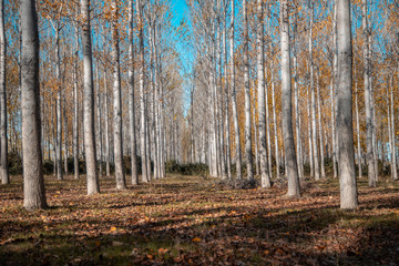Fototapeta premium trees in landscape in autumn season