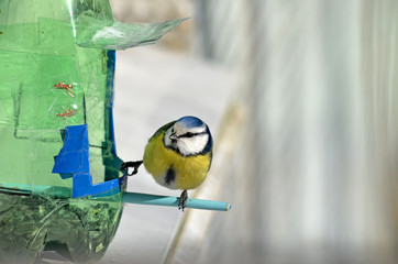 Cyanistes caeruleus in natural habitat. Birds in the forest