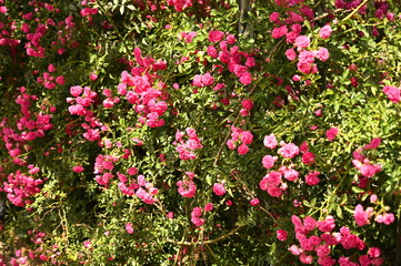 Pink Flowers 4