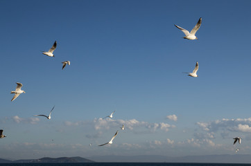 Fototapeta na wymiar White birds in sky sea Turkish travel