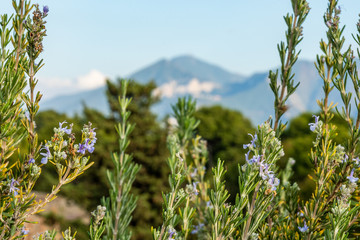 Obraz premium close-up of rosemary herbs plant in italy