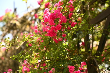 Fototapeta na wymiar Pink Flowers 4