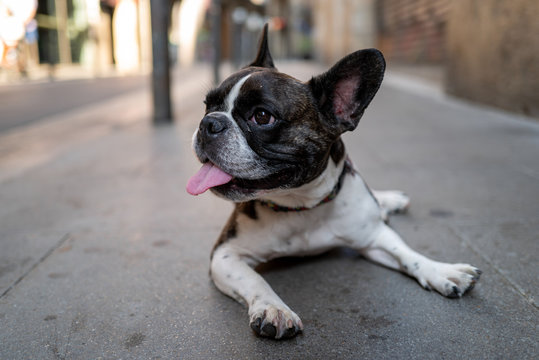 dog on the streets with tongue out