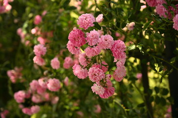 Pink Flowers 4