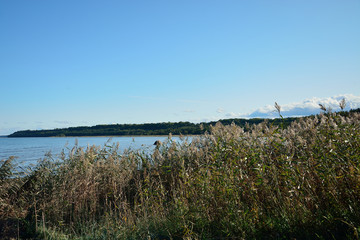 Autumn, reeds by the sea.